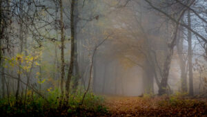027-2015-11-08 Winterwandeling Rhenen