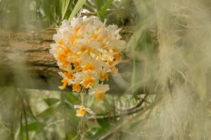 027-2015-11-28 Weerribben en Orchideenhoeve
