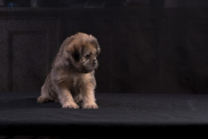 027-2015-12-06 Puppie shoot