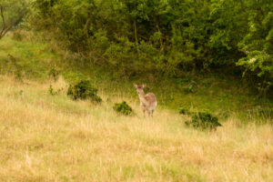 028-2014-05-04 Amsterdamse waterleidingduinen Les 6