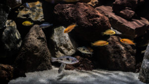 028-2015-01-17 Aquarium