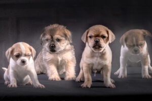 028-2015-12-06 Puppie shoot