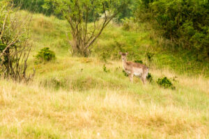 029-2014-05-04 Amsterdamse waterleidingduinen Les 6