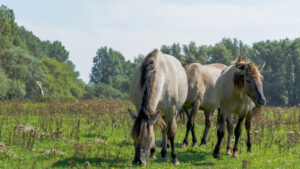 029-2015-08-22 Landtong met Mieke