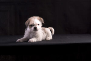 029-2015-12-06 Puppie shoot