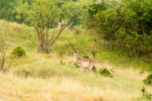 030-2014-05-04 Amsterdamse waterleidingduinen Les 6