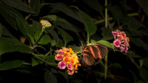 030-2014-08-17 Vlinders aan de Vliet