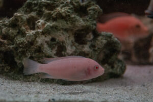 030-2014-12-18 Aquaria Hans Eijken