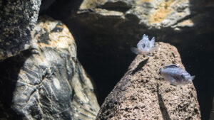 030-2015-01-17 Aquarium