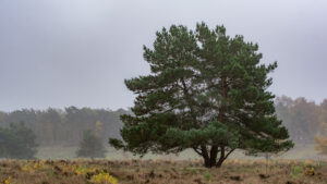 030-2015-11-08 Winterwandeling Rhenen