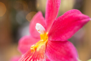 030-2015-11-28 Weerribben en Orchideenhoeve