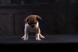 030-2015-12-06 Puppie shoot