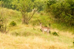 031-2014-05-04 Amsterdamse waterleidingduinen Les 6