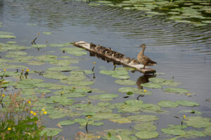 031-2014-06-15 Stukkie wandelen Wateingseveld