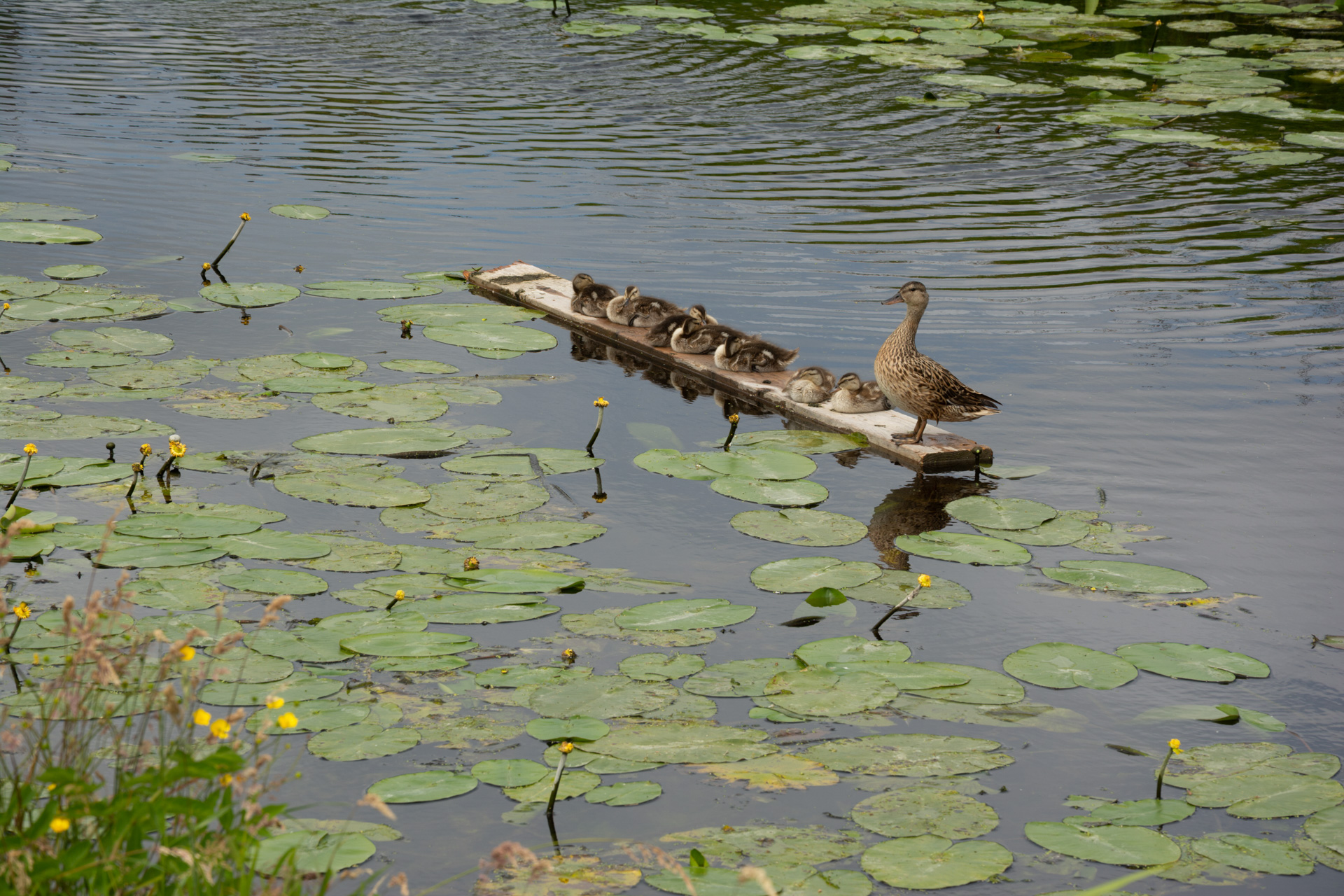Een prachtige wandeling
