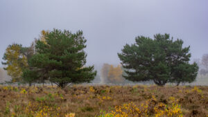 031-2015-11-08 Winterwandeling Rhenen