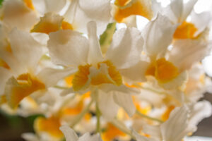 031-2015-11-28 Weerribben en Orchideenhoeve