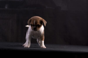 031-2015-12-06 Puppie shoot