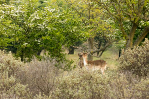 032-2014-05-04 Amsterdamse waterleidingduinen Les 6