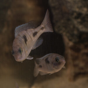 032-2015-01-17 Aquarium