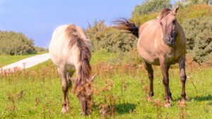032-2015-08-22 Landtong met Mieke