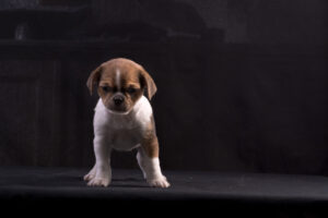 032-2015-12-06 Puppie shoot