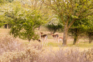 033-2014-05-04 Amsterdamse waterleidingduinen Les 6