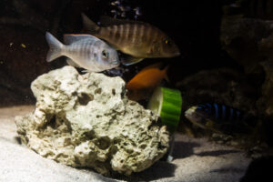033-2014-12-18 Aquaria Hans Eijken