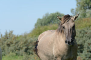 033-2015-08-22 Landtong met Mieke