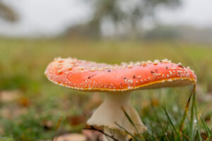 033-2015-11-08 Winterwandeling Rhenen