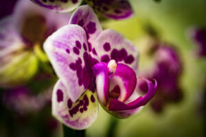 033-2015-11-28 Weerribben en Orchideenhoeve
