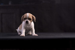 033-2015-12-06 Puppie shoot
