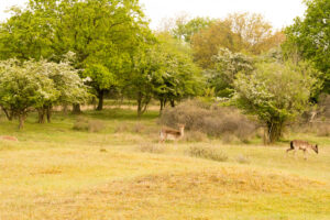 034-2014-05-04 Amsterdamse waterleidingduinen Les 6