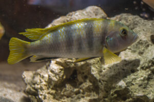 034-2014-12-18 Aquaria Hans Eijken