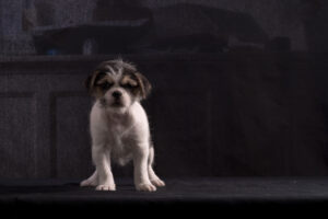 034-2015-12-06 Puppie shoot