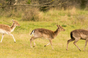 035-2014-05-04 Amsterdamse waterleidingduinen Les 6