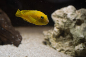 035-2014-12-18 Aquaria Hans Eijken