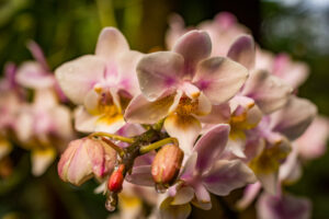 035-2015-11-28 Weerribben en Orchideenhoeve