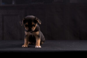 035-2015-12-06 Puppie shoot