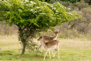 036-2014-05-04 Amsterdamse waterleidingduinen Les 6