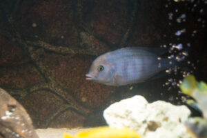 036-2014-12-18 Aquaria Hans Eijken