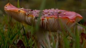 036-2015-11-08 Winterwandeling Rhenen
