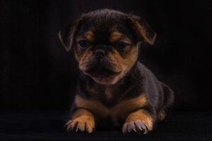 036-2015-12-06 Puppie shoot
