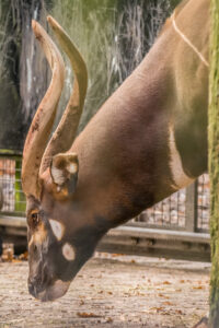 036-2015-12-12 Yill in dierenpark Rhenen