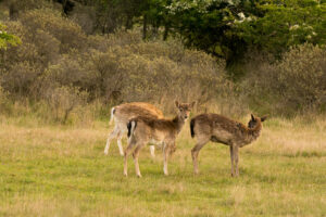037-2014-05-04 Amsterdamse waterleidingduinen Les 6