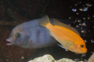 037-2014-12-18 Aquaria Hans Eijken
