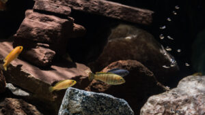 037-2015-01-17 Aquarium