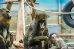 037-2015-12-12 Yill in dierenpark Rhenen