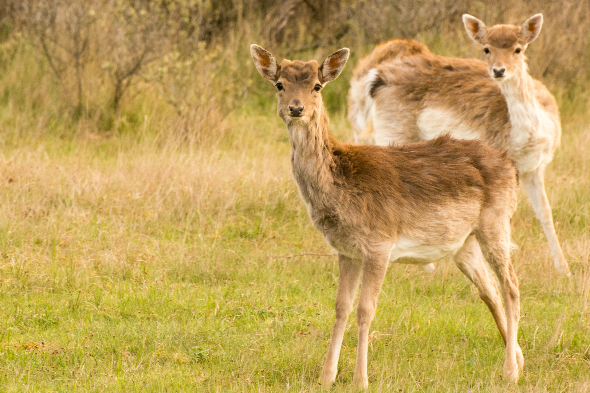 Amsterdamse Waterleiding Duinen