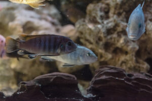 038-2014-12-18 Aquaria Hans Eijken